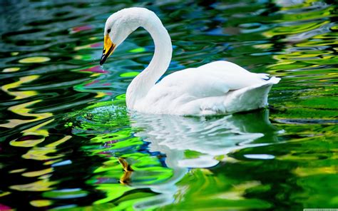 swan images hd